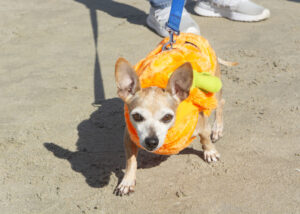 Dogtoberfest