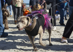 Dogtoberfest