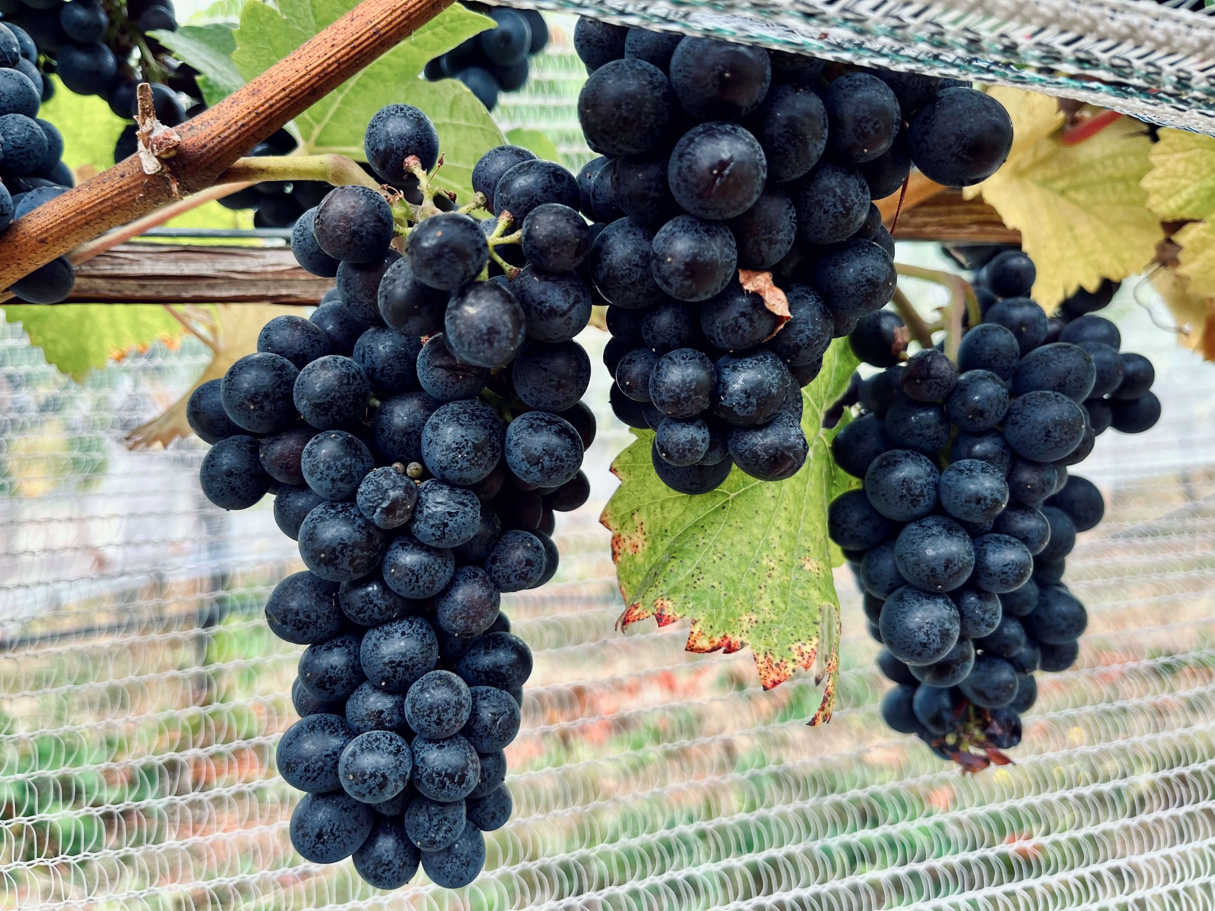 Winegrowers - Aug Grape Post - Member spotlight - Bayernmoor Cluster Winegrowers - Aug Grape Post - Member spotlight - Bayernmoor Cluster