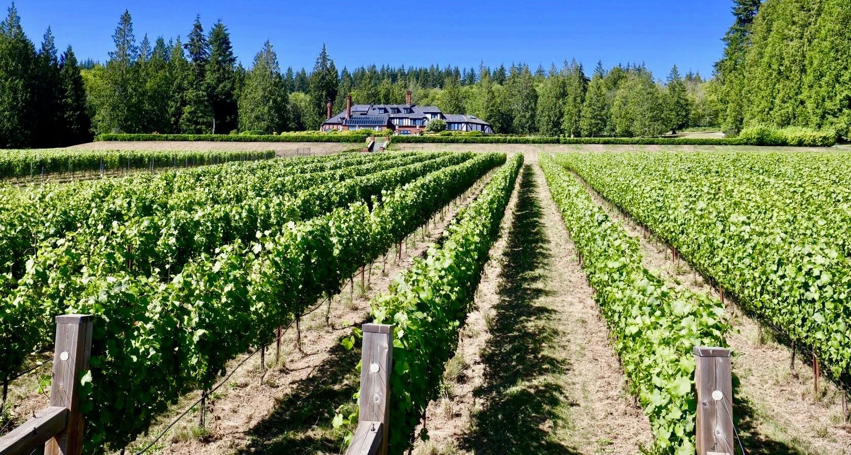 Winegrowers - Aug Grape Post - Member spotlight - Bayernmoor Estate Winegrowers - Aug Grape Post - Member spotlight - Bayernmoor Estate