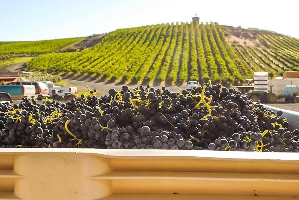 Red Willow - Grapes and Hillside