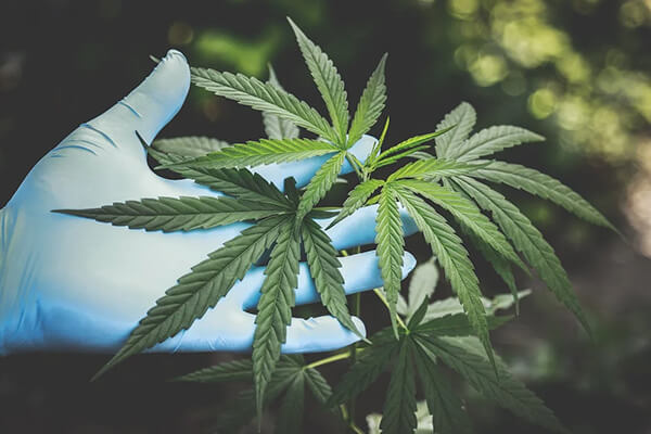 Marijuana Legalization 