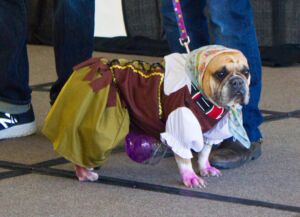 Dogs Gone Grape Pup Pageant