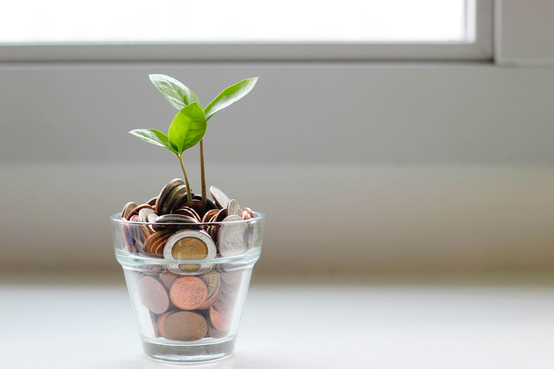 plant growing out of money