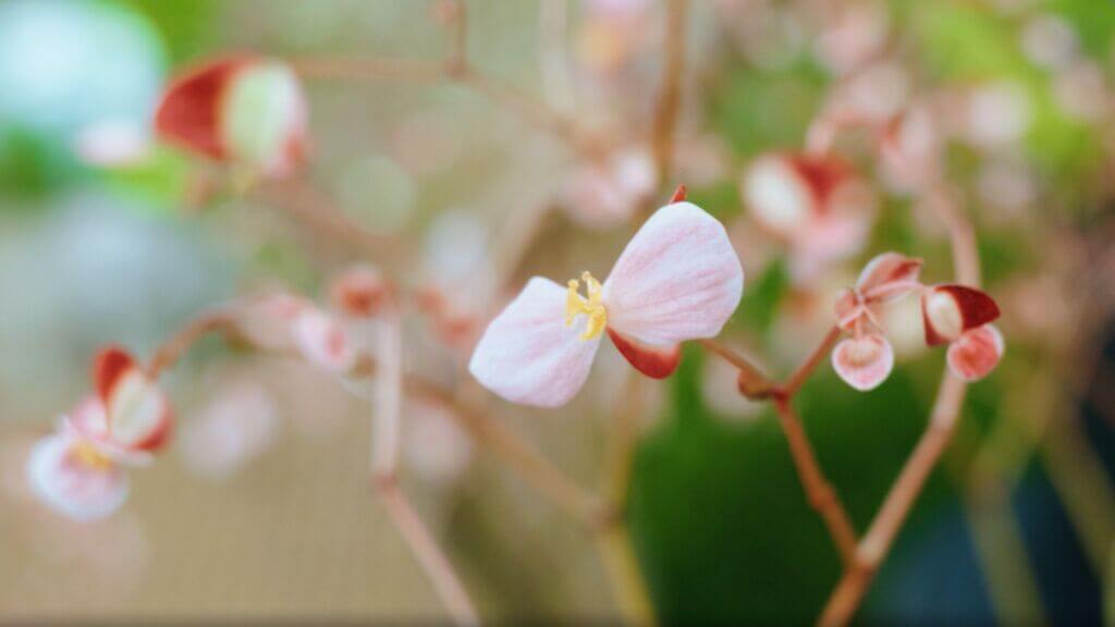 Pink flowers with yellow centers grow off of small branches at Mead Botanical Garden in Winter Park, FL.