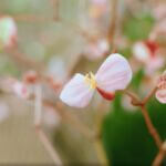 Pink flowers with yellow centers grow off of small branches at Mead Botanical Garden in Winter Park, FL.