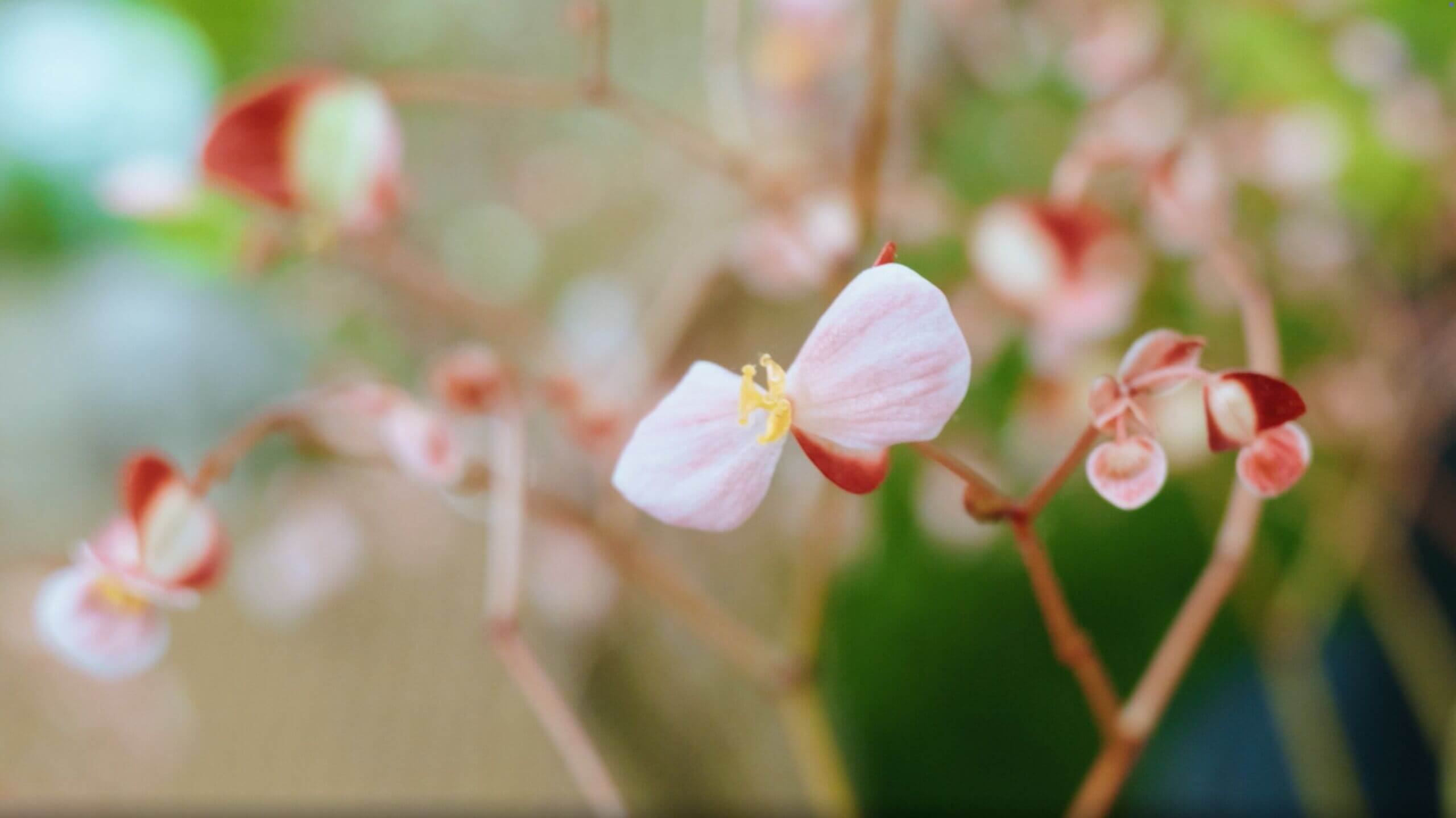 Visit Mead Botanical Garden: A Hidden 47-Acre Public Garden Near Orlando