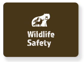 Wander Wisely Wildlife Safety