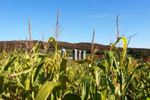 Cove Run Farms Corn Maze, Accident