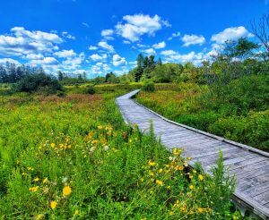 Loch Lynn Heights Wetlands Trail Boardwalk