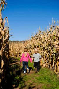 Cove Run Farms Corn Maze, Accident