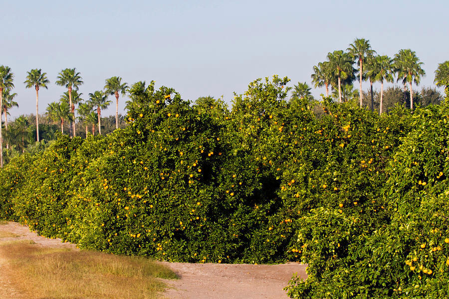 grapefruit-grove-in-mission-texas-larry-ditto