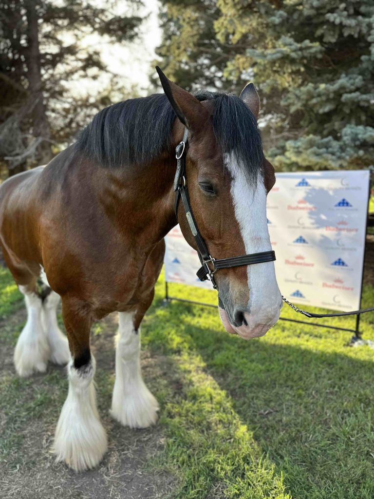 2023 Clydesdales Event