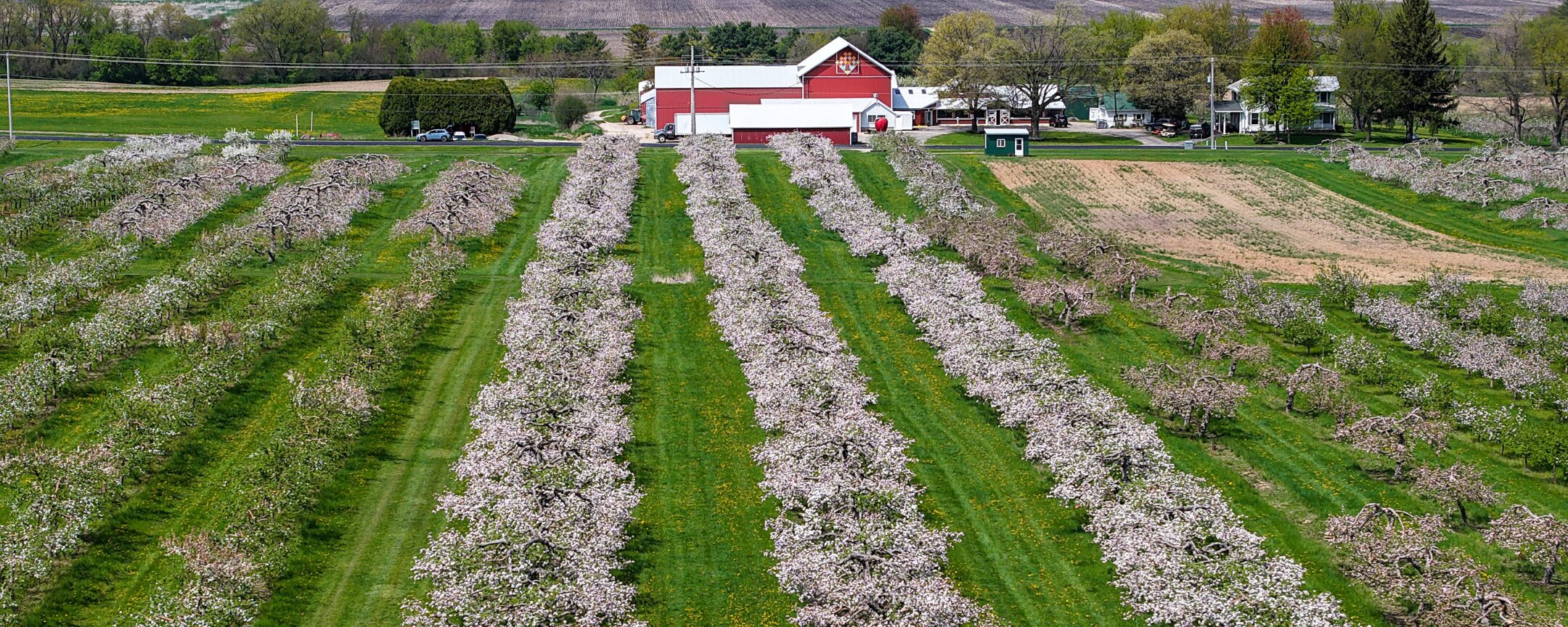 Apple Orchard and Winery in spring bloom