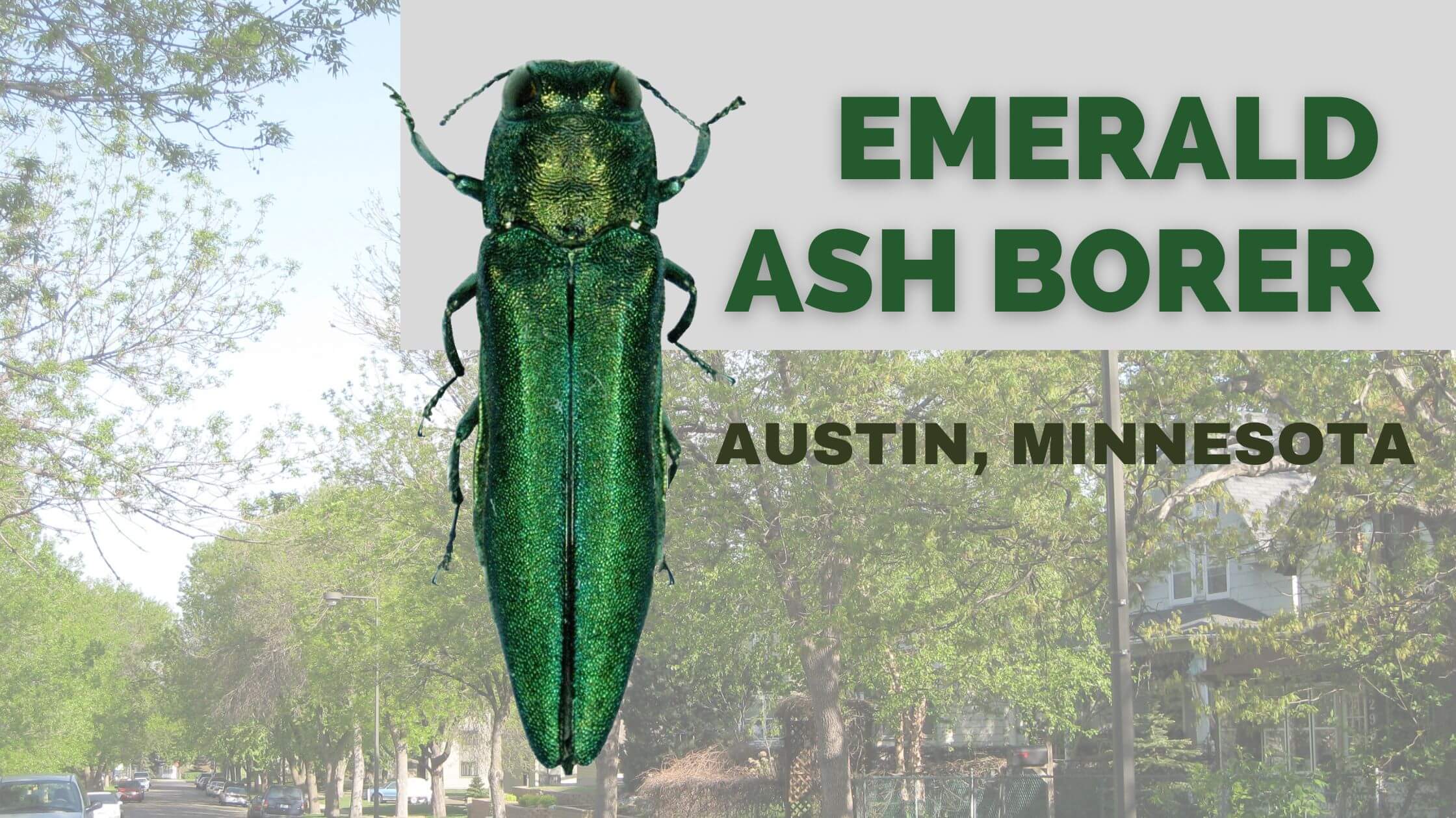Emerald Ash Borer in Austin, Minnesota What Property Owners Need to