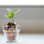 plant growing in a cup of coins