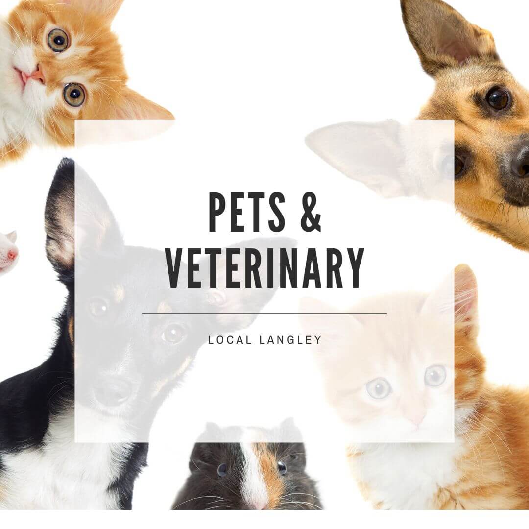 Pets &amp; Veterinary