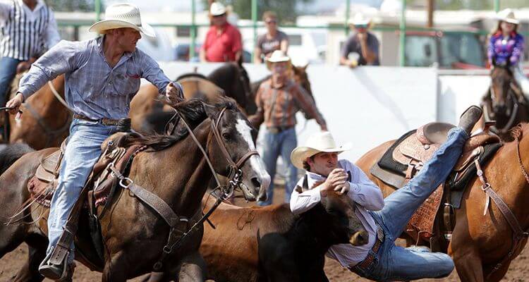 rodeo cowboys roping a steer