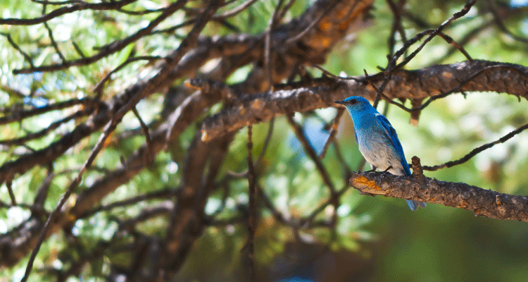 bluebird on a branch