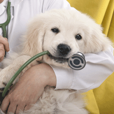dog with stethoscope
