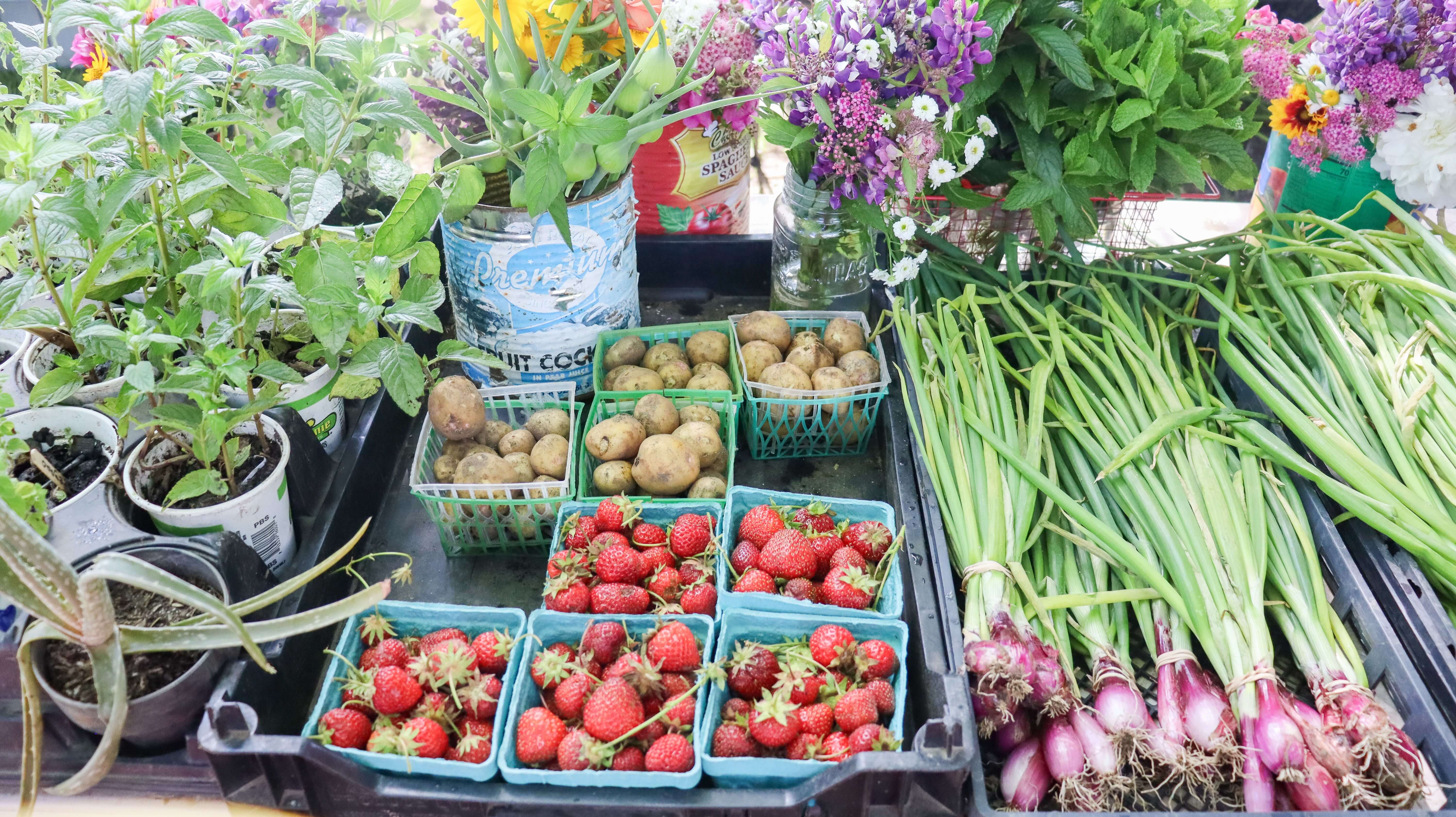 Blog #93 West Tisbury Farmers Market (PC Marnely)