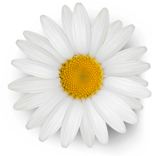 Image of a Daisy 404 Page