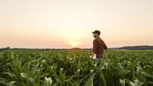 Man standing in corn field at dusk