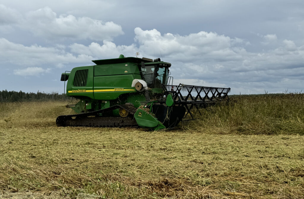 Wild rice is harvested in Minnesota.