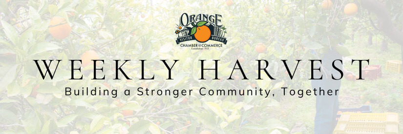 orange chamber newsletter header