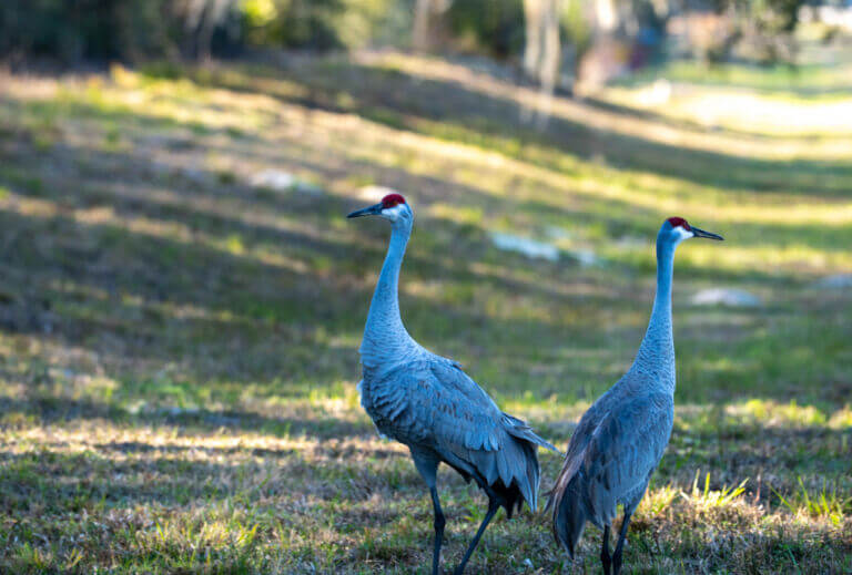 Two Sandhill Cranes_Putnam County_Brandy Jo Hastings