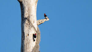 Two woodpeckers on tree_Putnam County_Brandy Jo Hastings