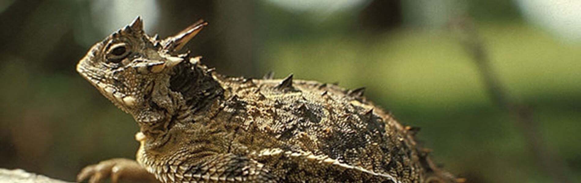 Horned Lizard