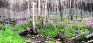 forest and flowers