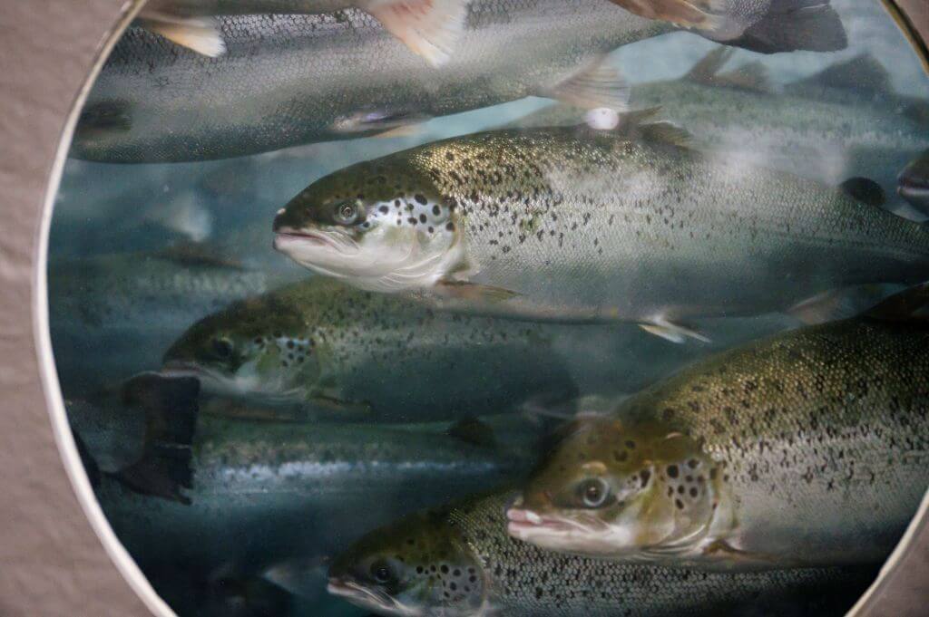 Atlantic salmon