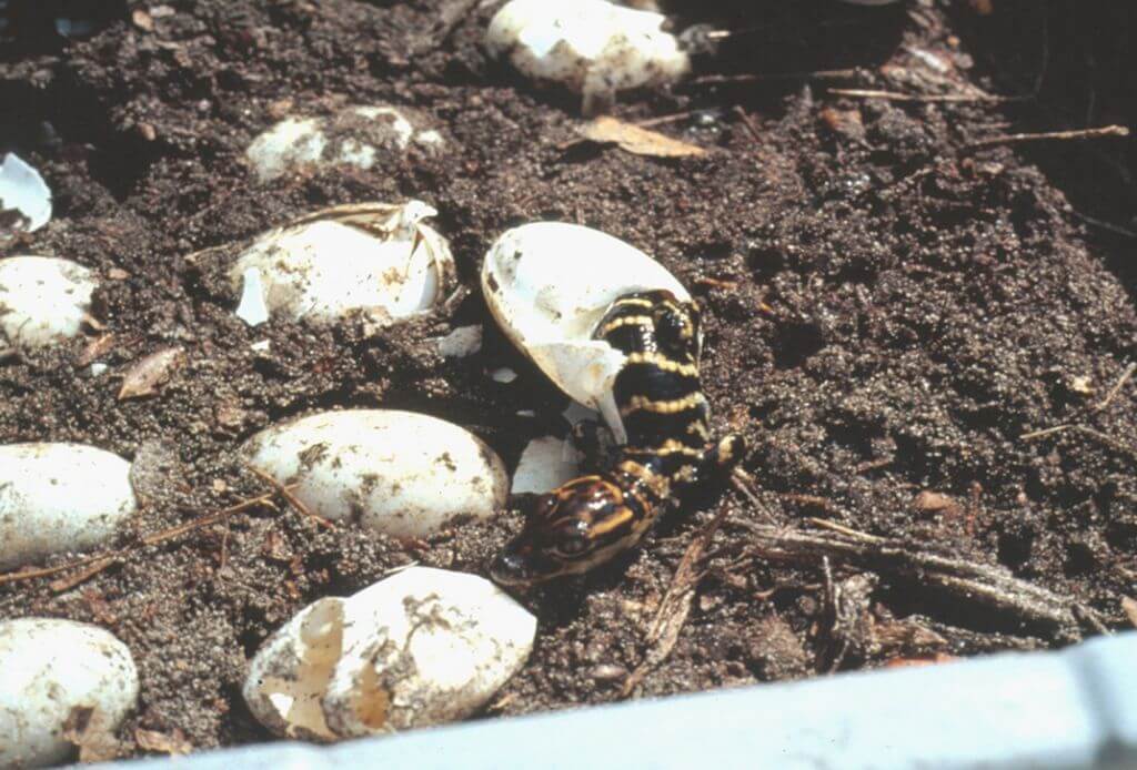 alligator hatching
