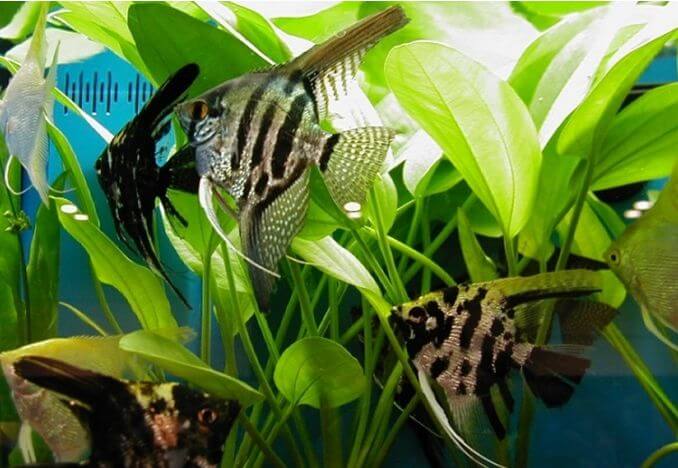 anglefish