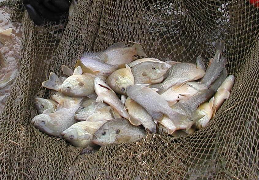 bluegill in net