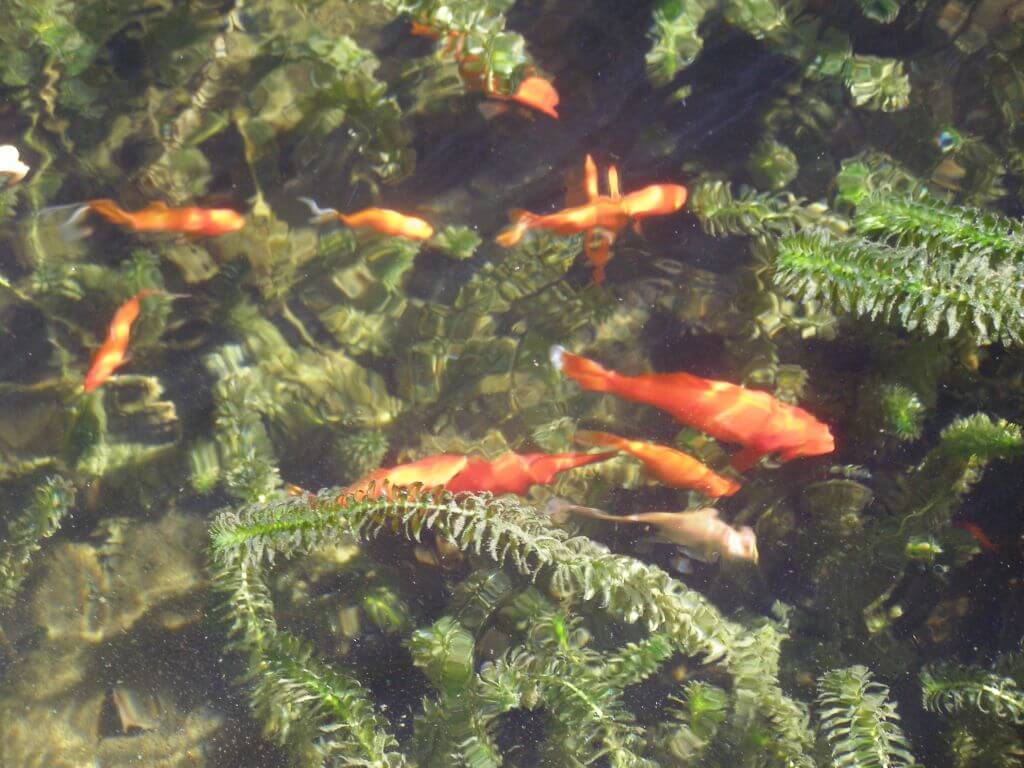 koi in grass