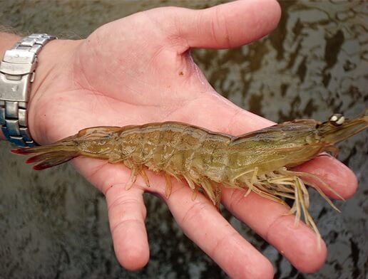 white shrimp in hand