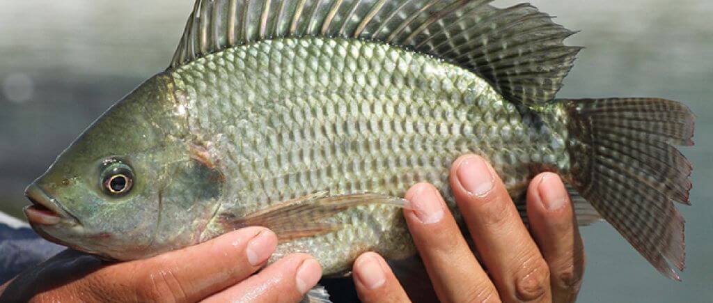 tilapia