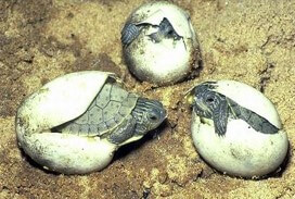 turtles hatching from eggs