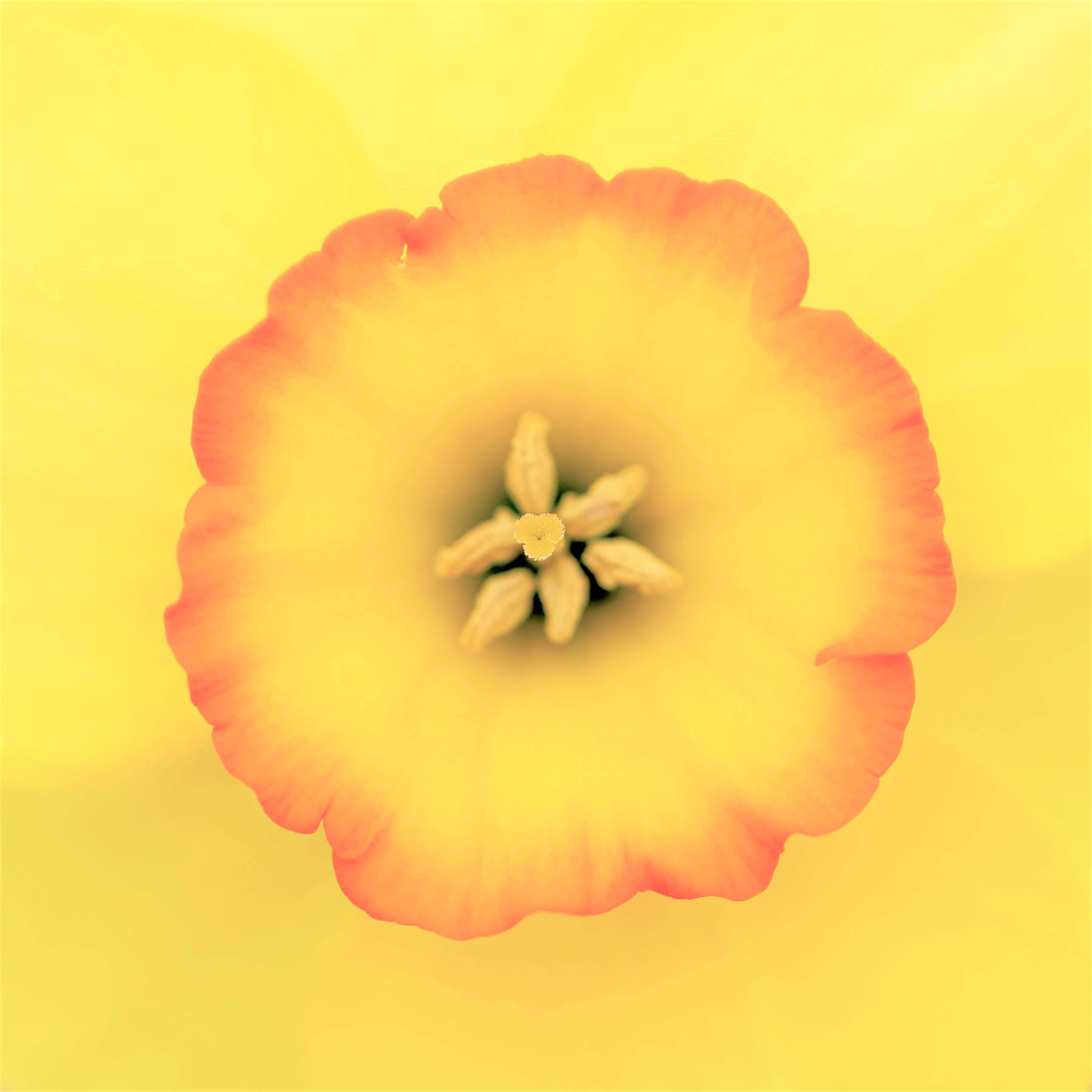 daffodil resize (2)