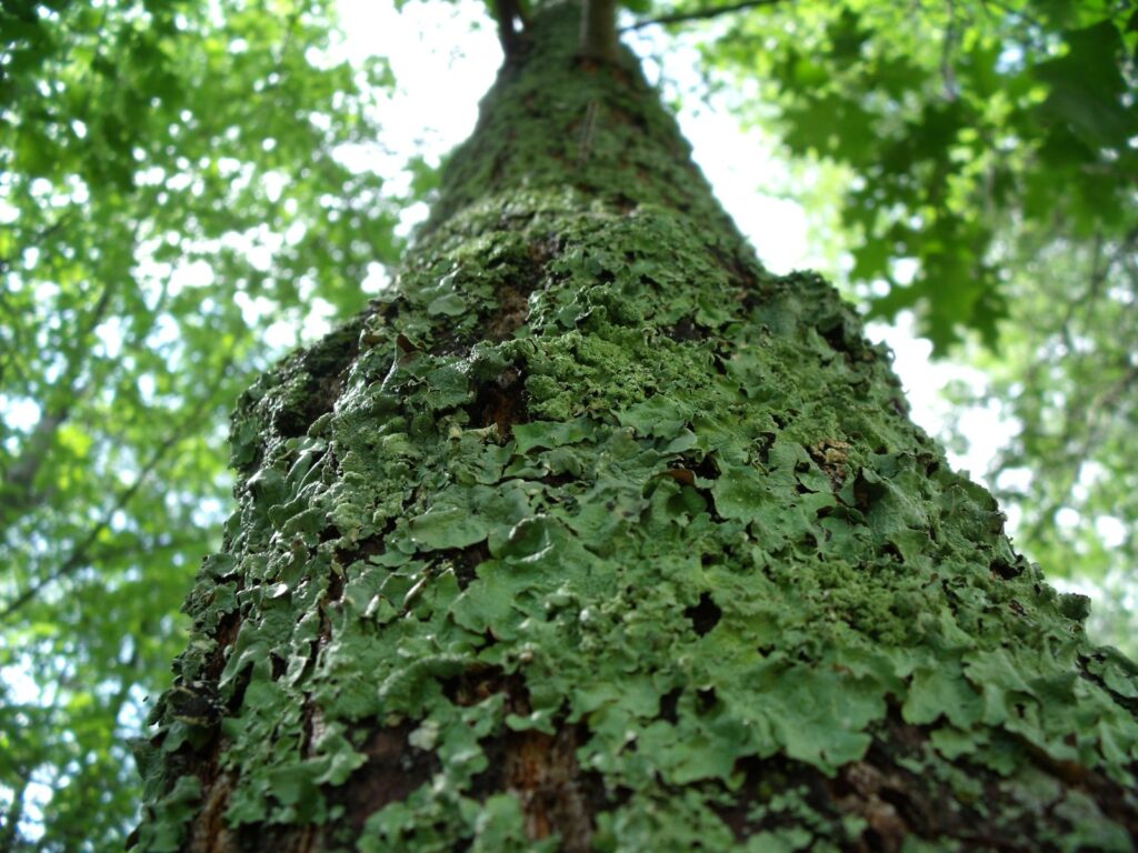 Tree Trunk