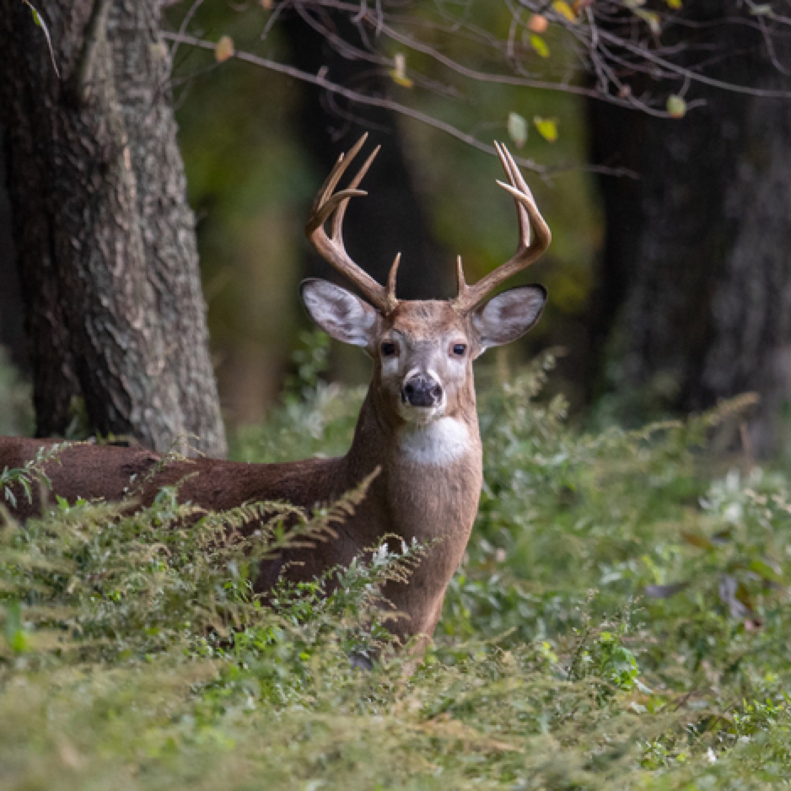 White Tailed Deer - Brown County