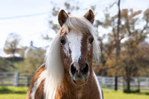 300 x 200 Giveaway Photo Elegius Horse Close