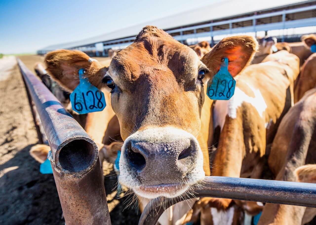 Agriculture