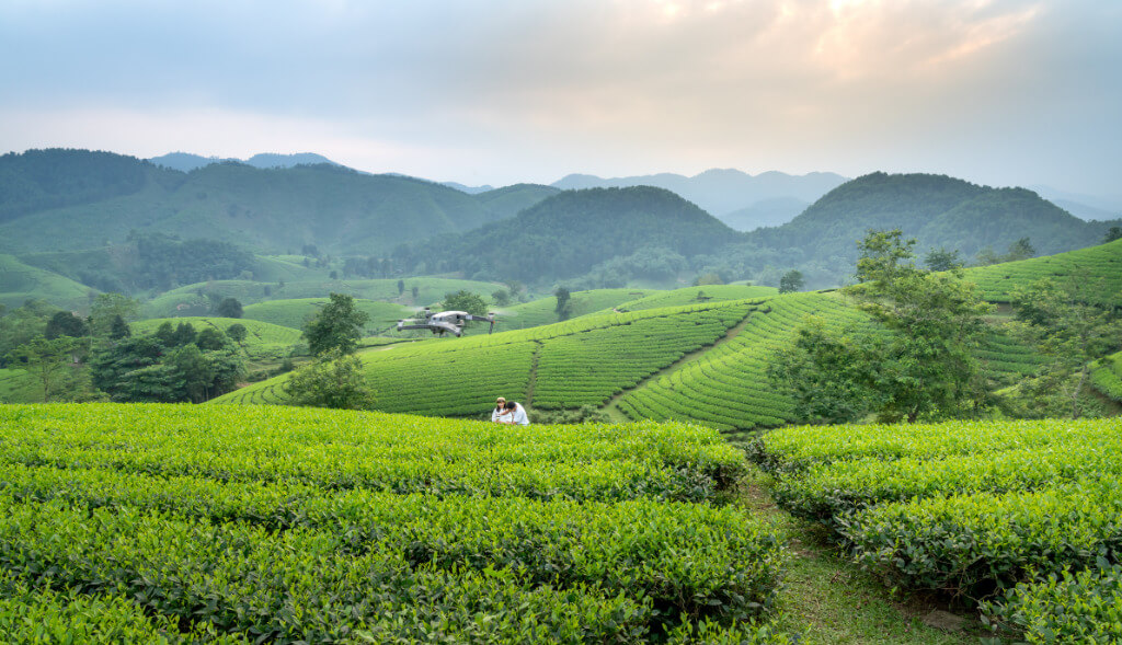 green fields in Vietnam
