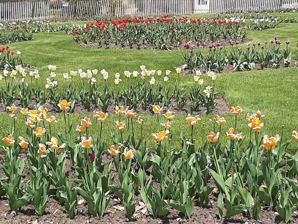 Tulips in Elizabeth Park