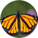 monarch_circle