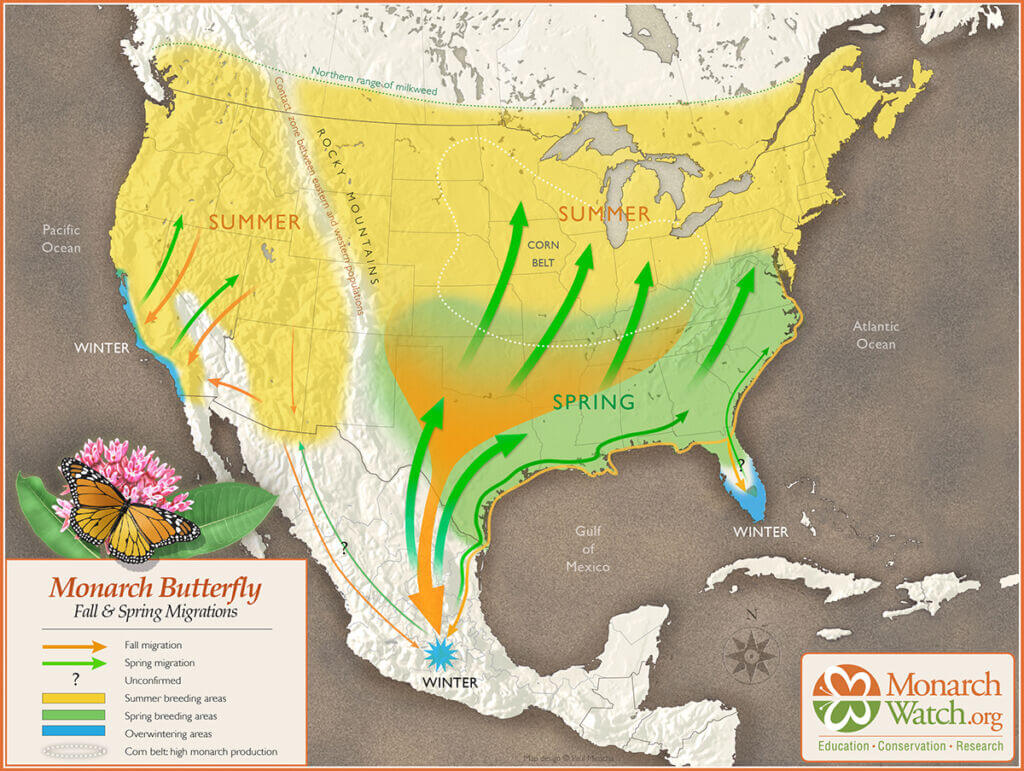 monarch_migration